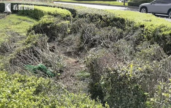 华城融 成都一小米SU7碰撞后起火 现场绿化带被严重破坏